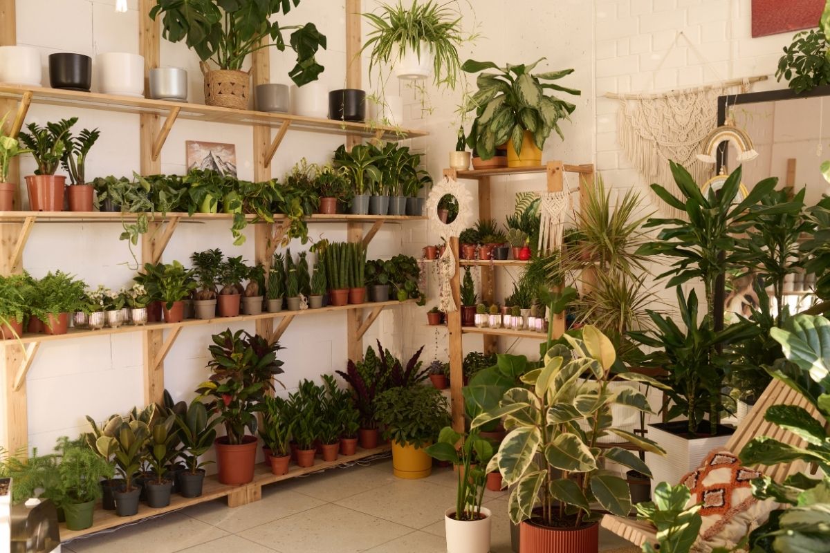 Piante ornamentali per interni ed esterni